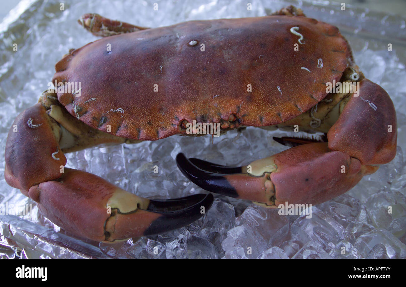 Cooked Crab on Ice Stock Photo Alamy