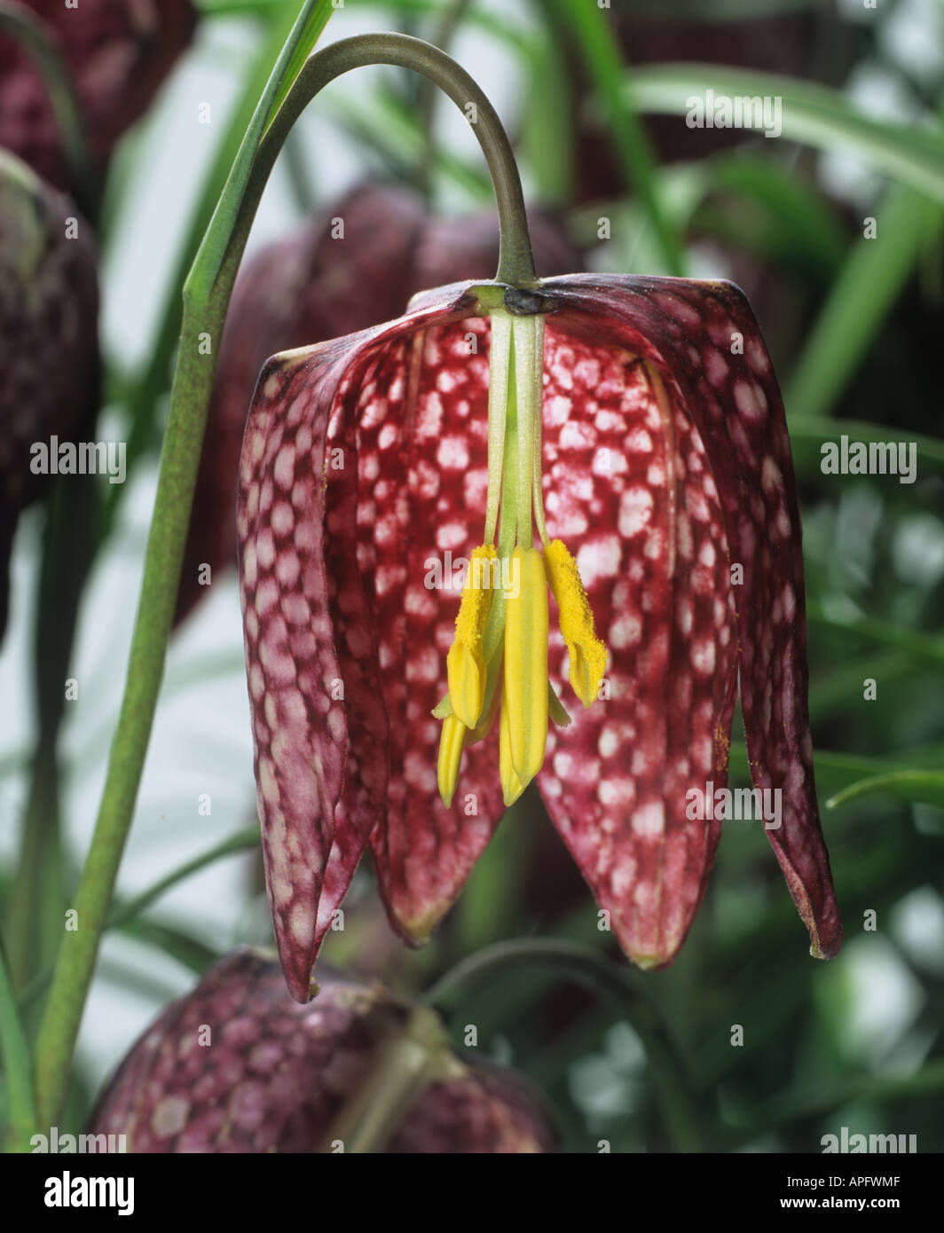 Section through the flower of a snakes head fritllary Fritillaria meleagris Stock Photo