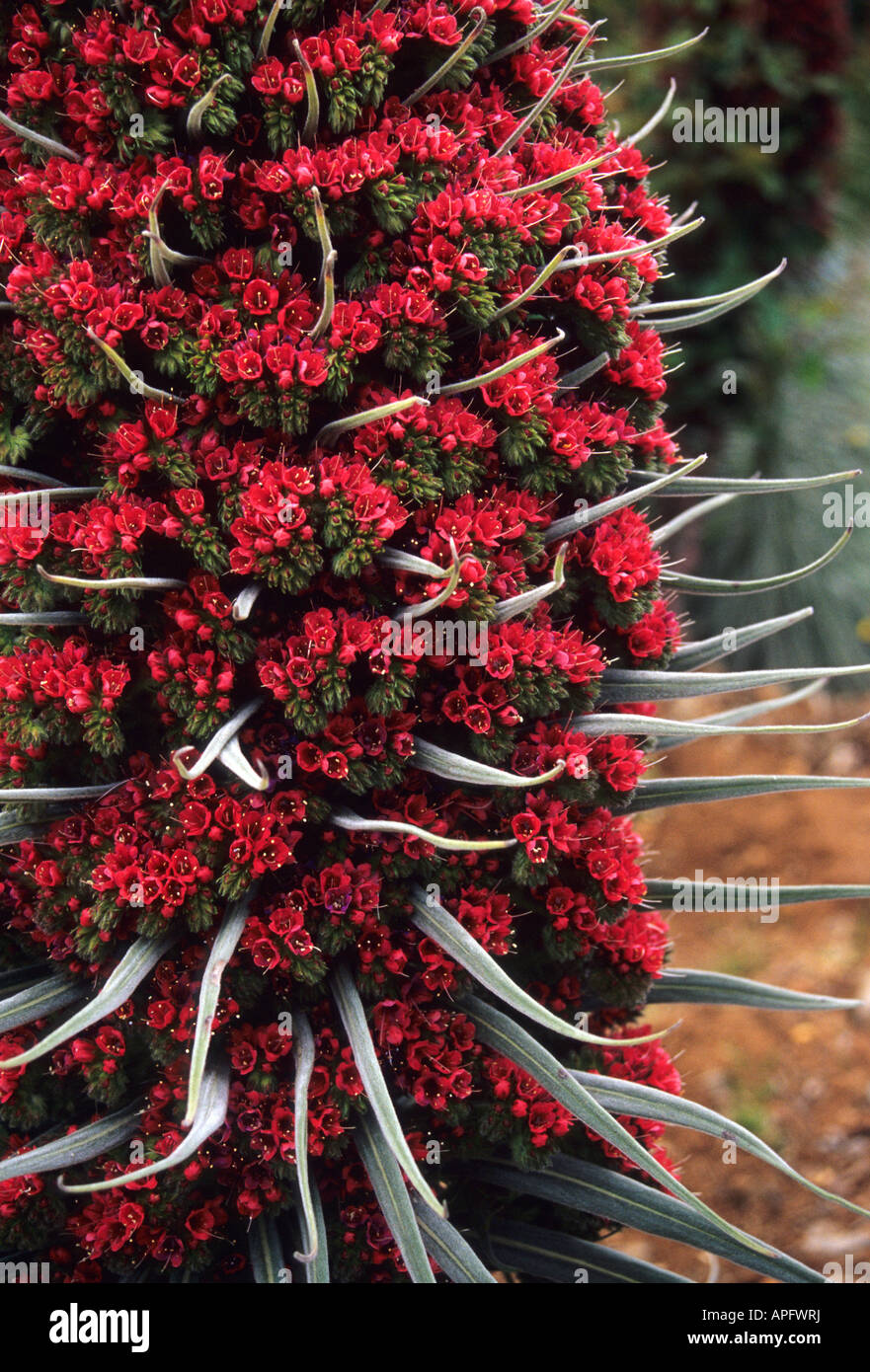 Red Tajinaste or Echium wildpretii TENERIFE ISLAND Canary Islands SPAIN Stock Photo