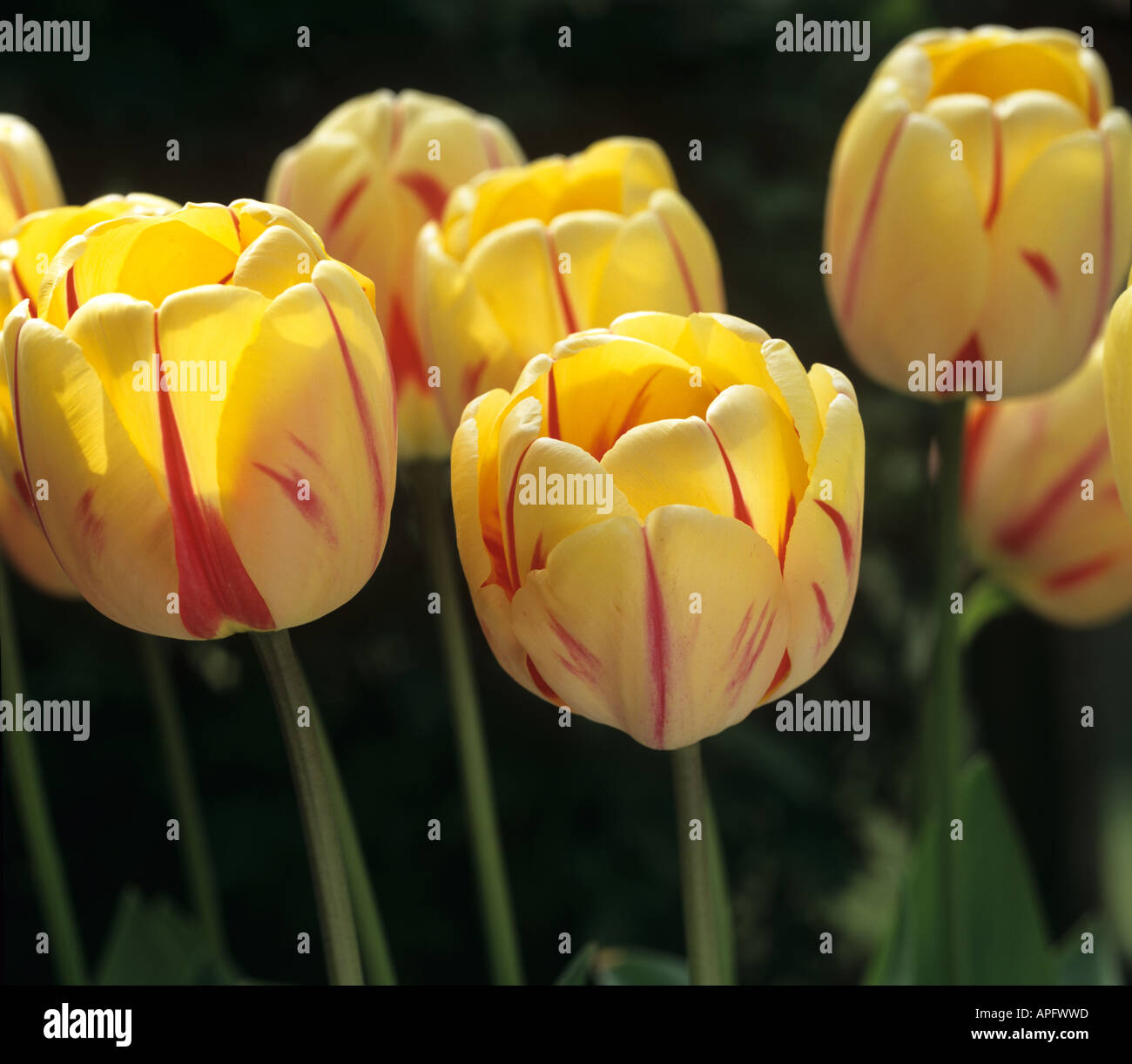 Flowers of tulip Burning Heart Stock Photo