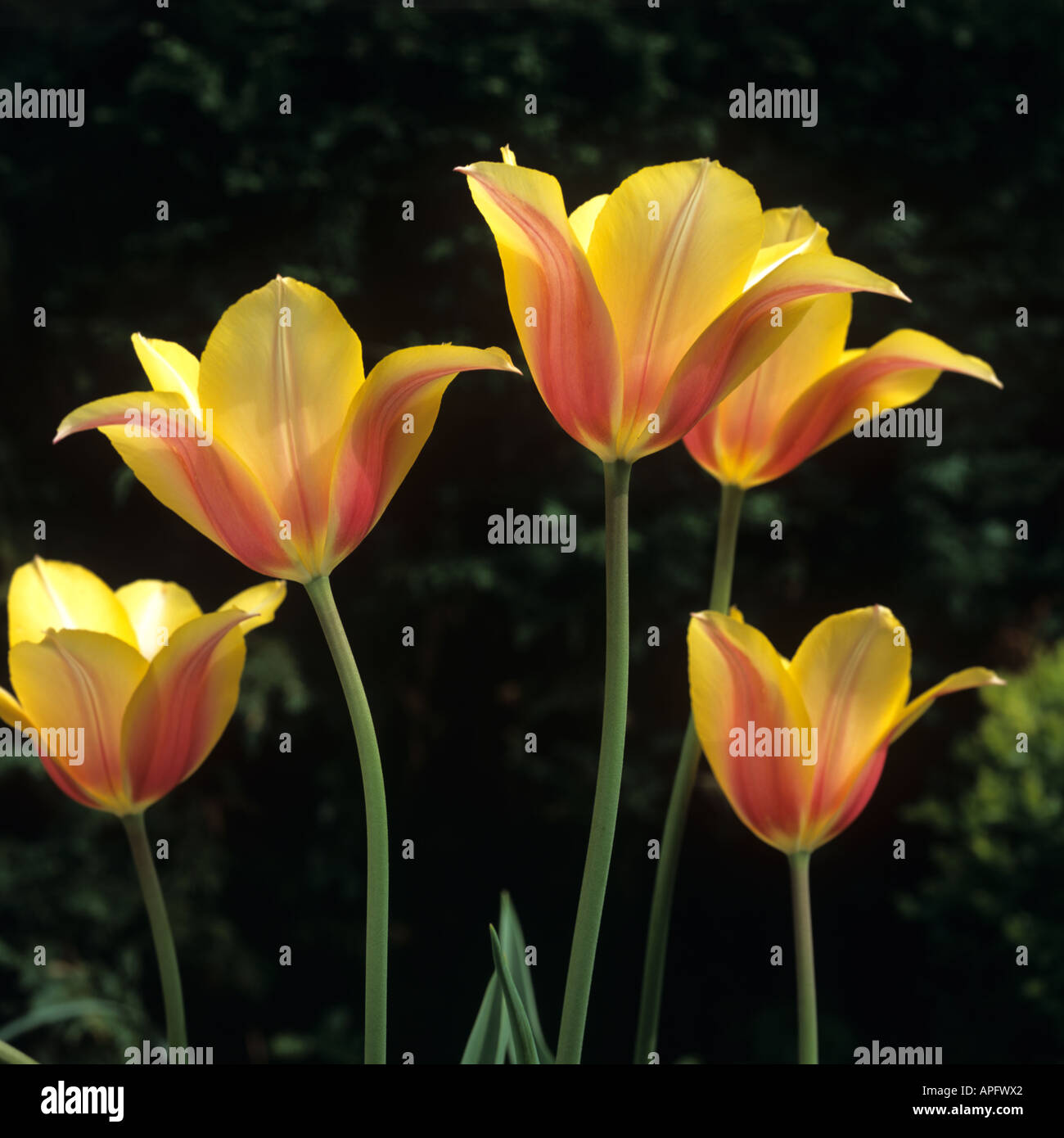 Flowers Of Tulip Blushing Lady Stock Photo Alamy
