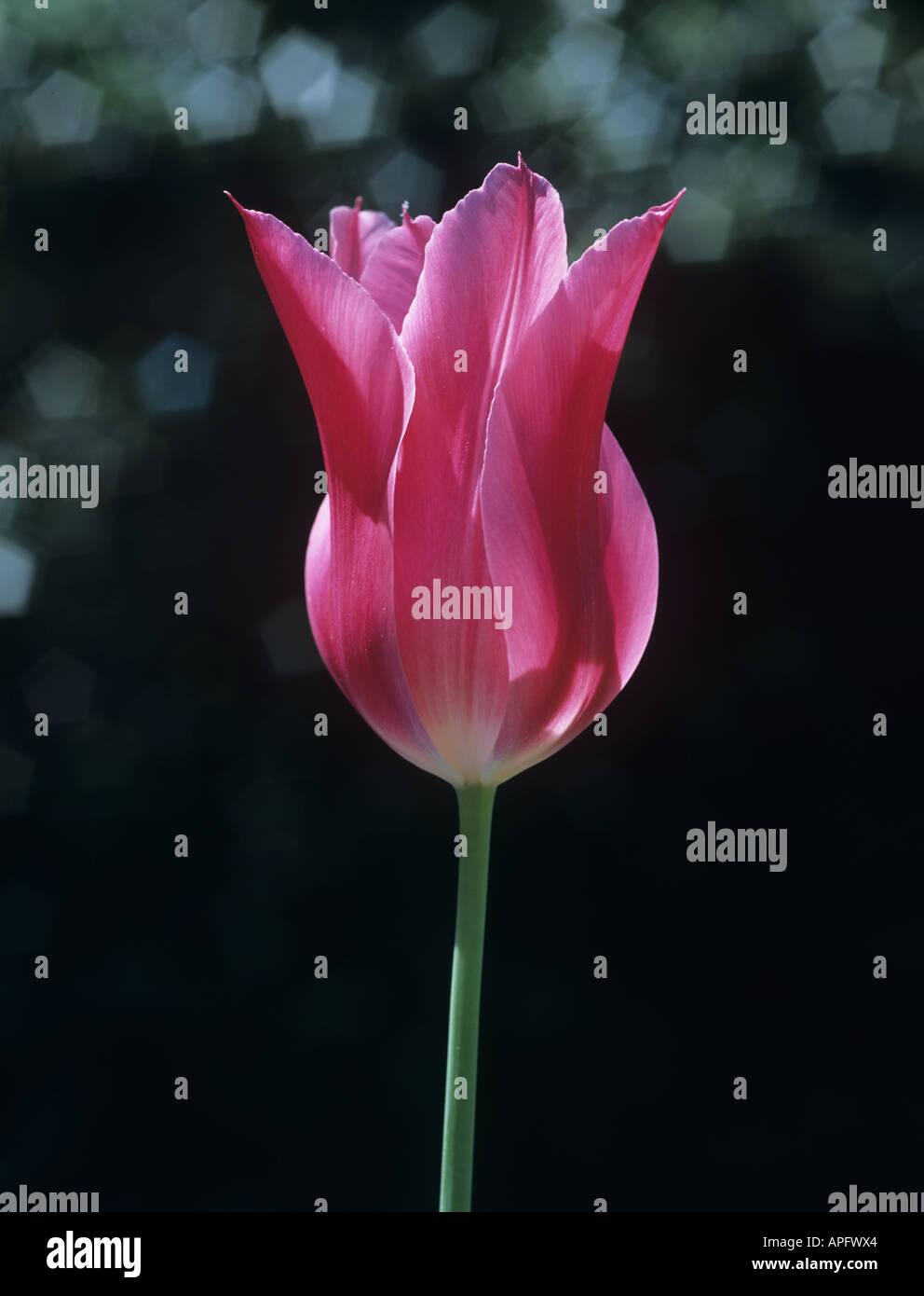 Single flower stem of tulip China Pink Stock Photo Alamy