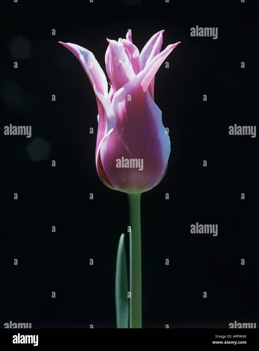 Single flower of tulip Ballade Stock Photo