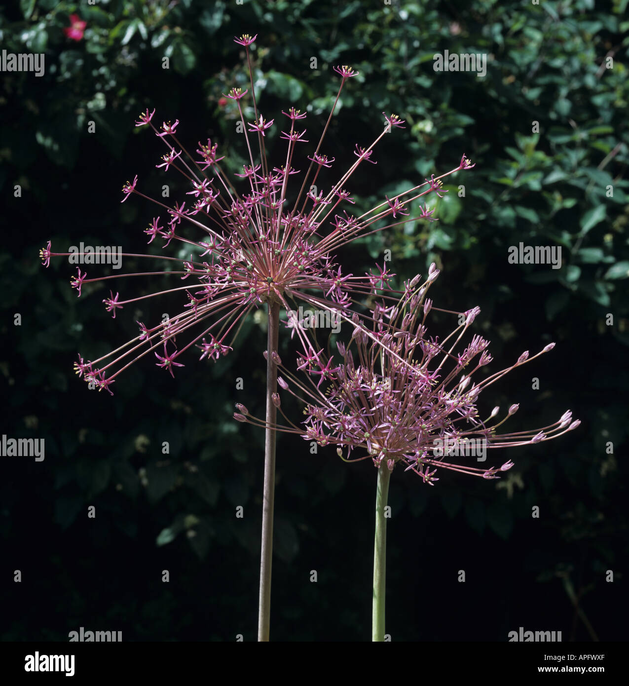 Round heads of flowers hires stock photography and images Alamy