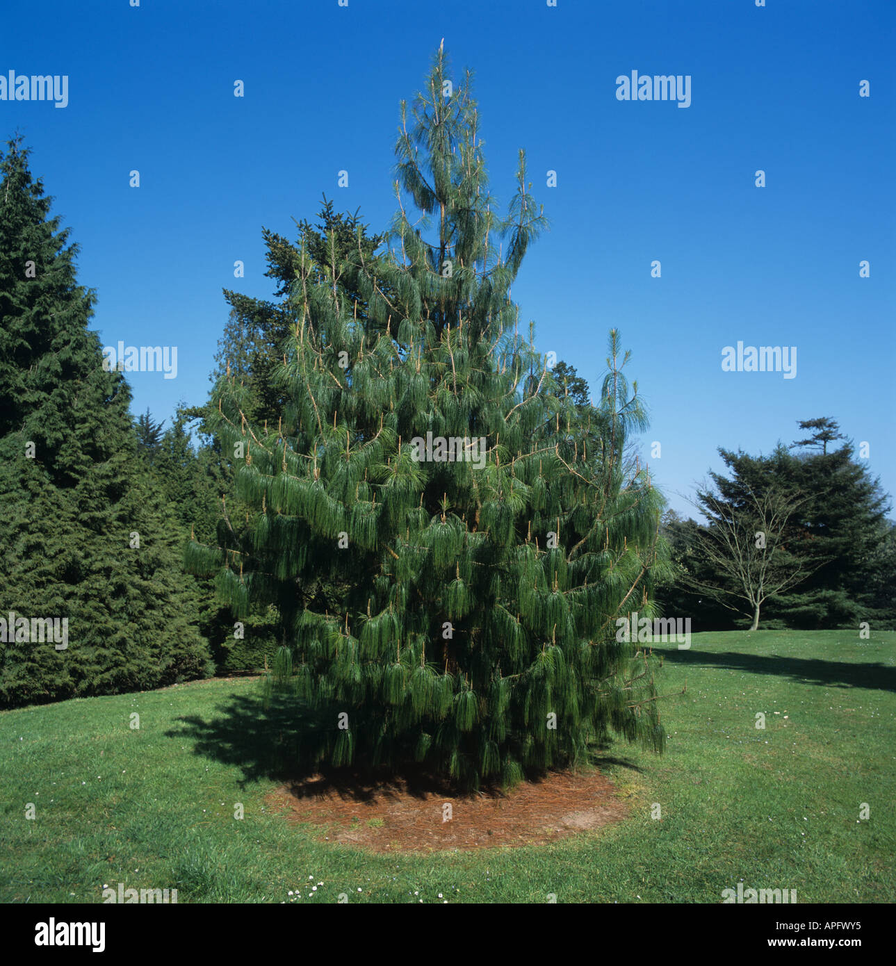 Mexican weeping pine Mexican weeping pine a small tree in a Devon pinetum Stock Photo