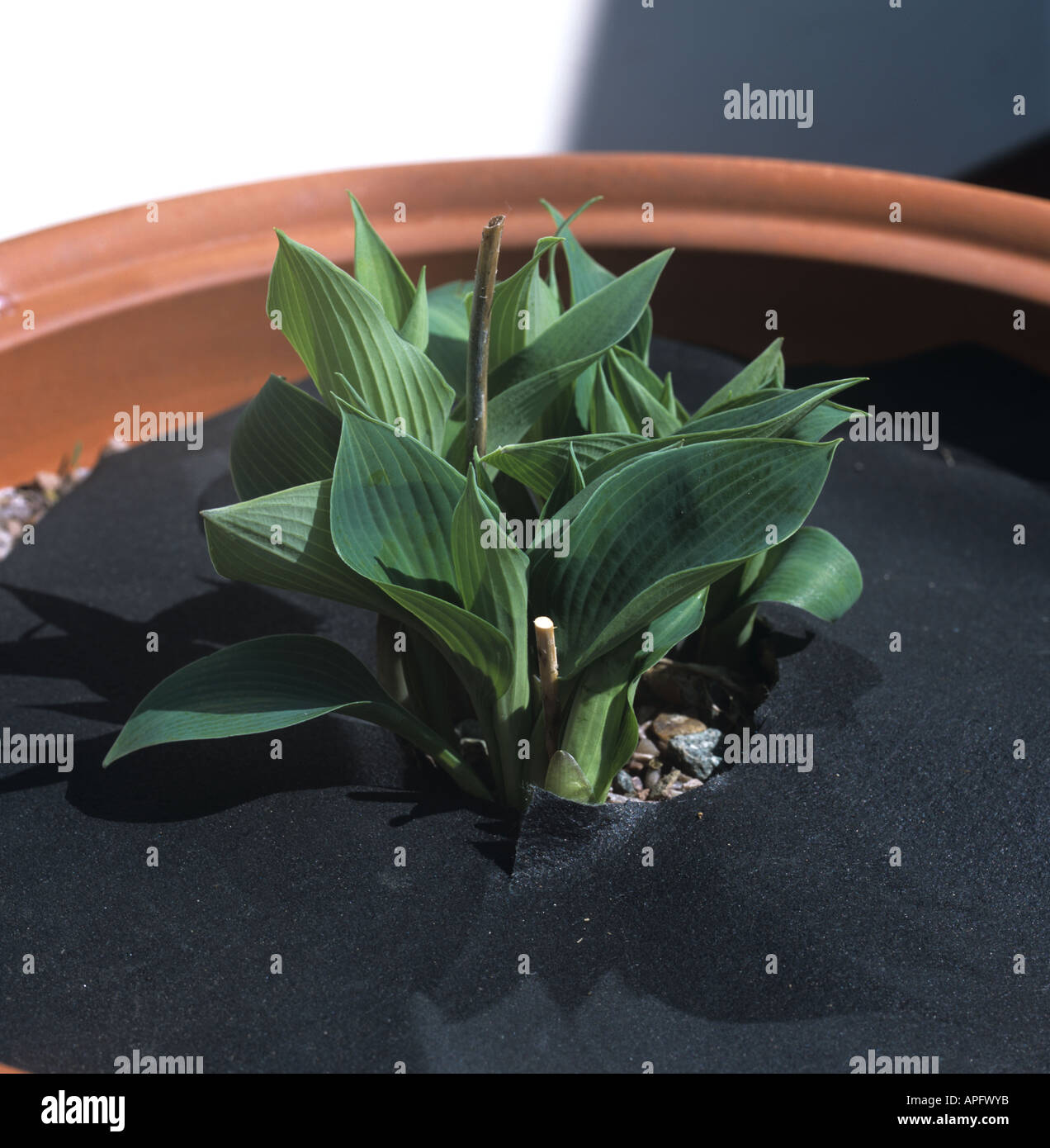 Young Hosta plant emerging protected by matting to prevent damage by slugs snails Stock Photo