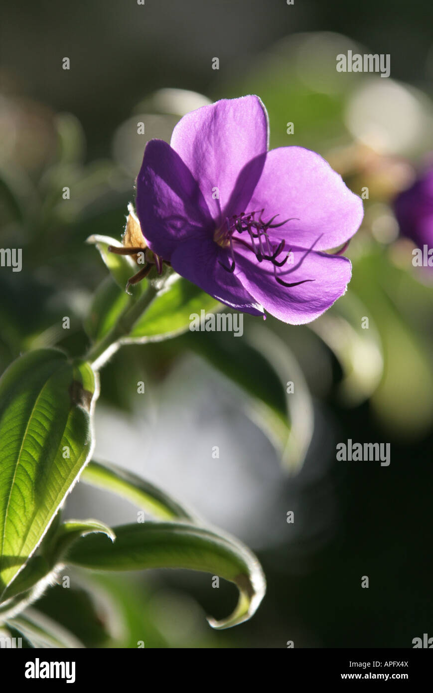 Glory Bush, Tibouchina urvilleana, Melastomataceae Stock Photo