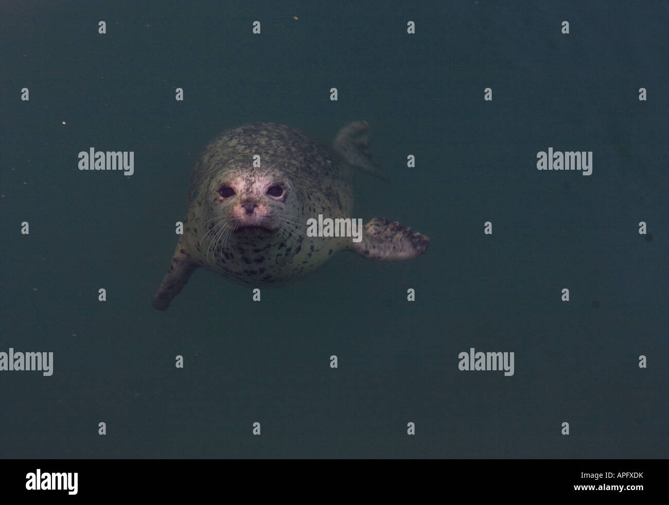A seal looks up at the camera from underwater Stock Photo Alamy