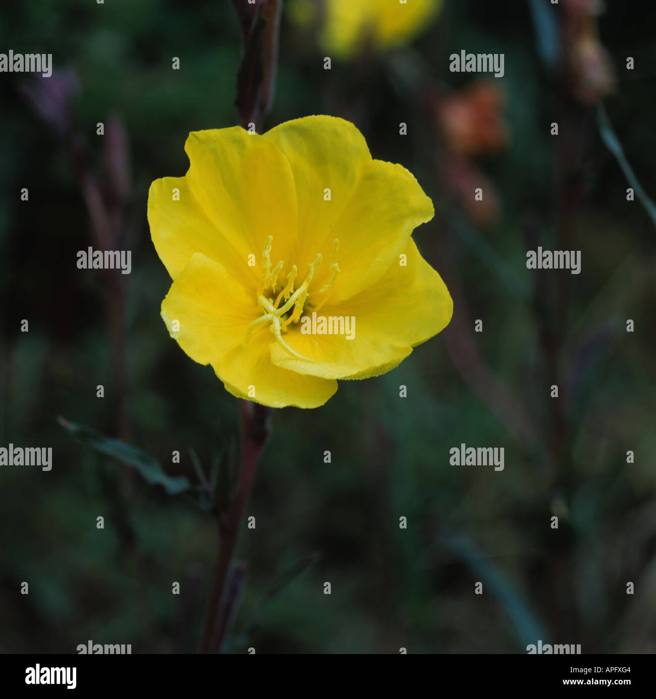 Perennial evening primrose Oenothera macrocarpa flower fully open in