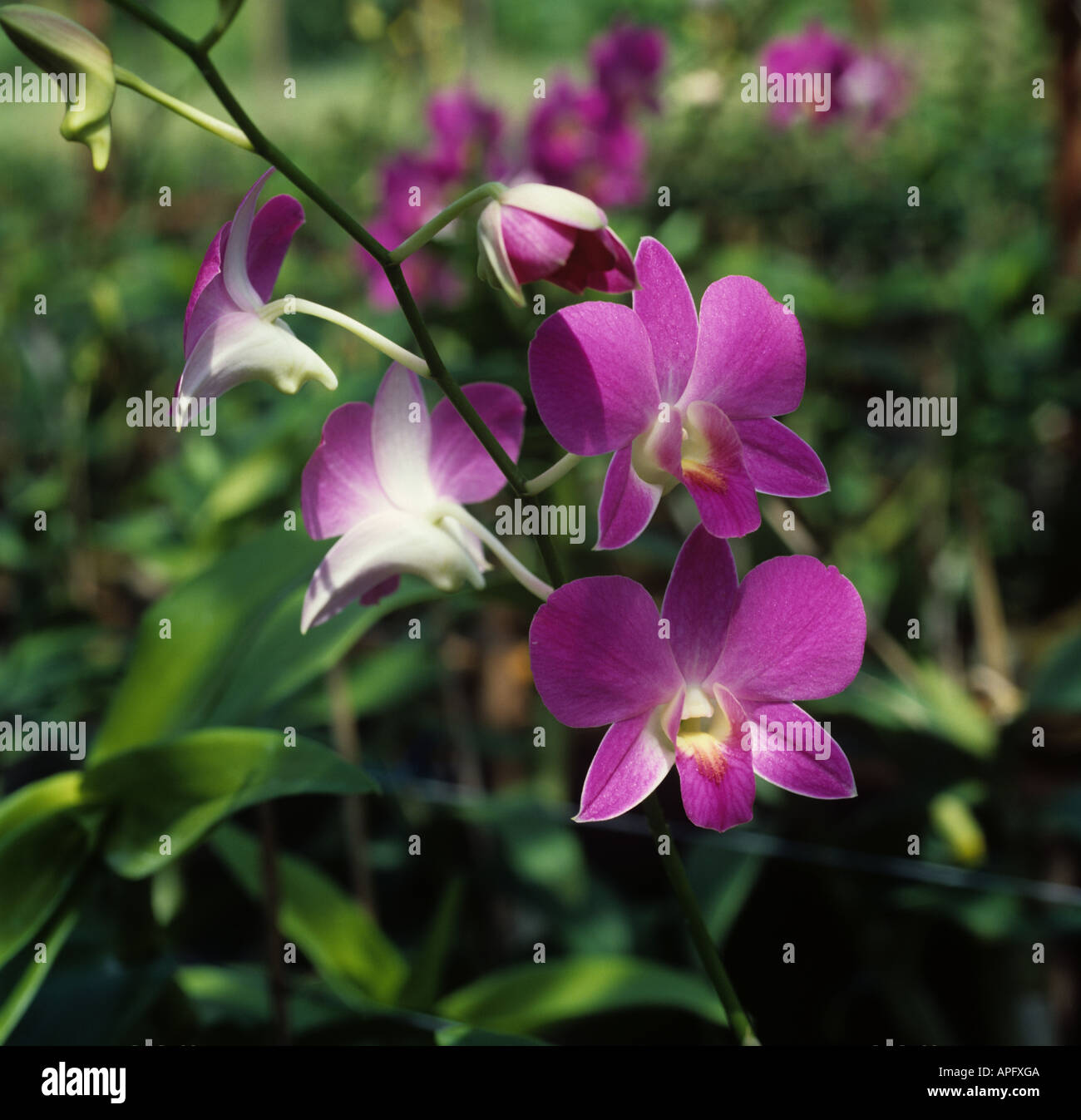 An orchid Dendrobium Madame Pompadour Thai national flower Stock Photo