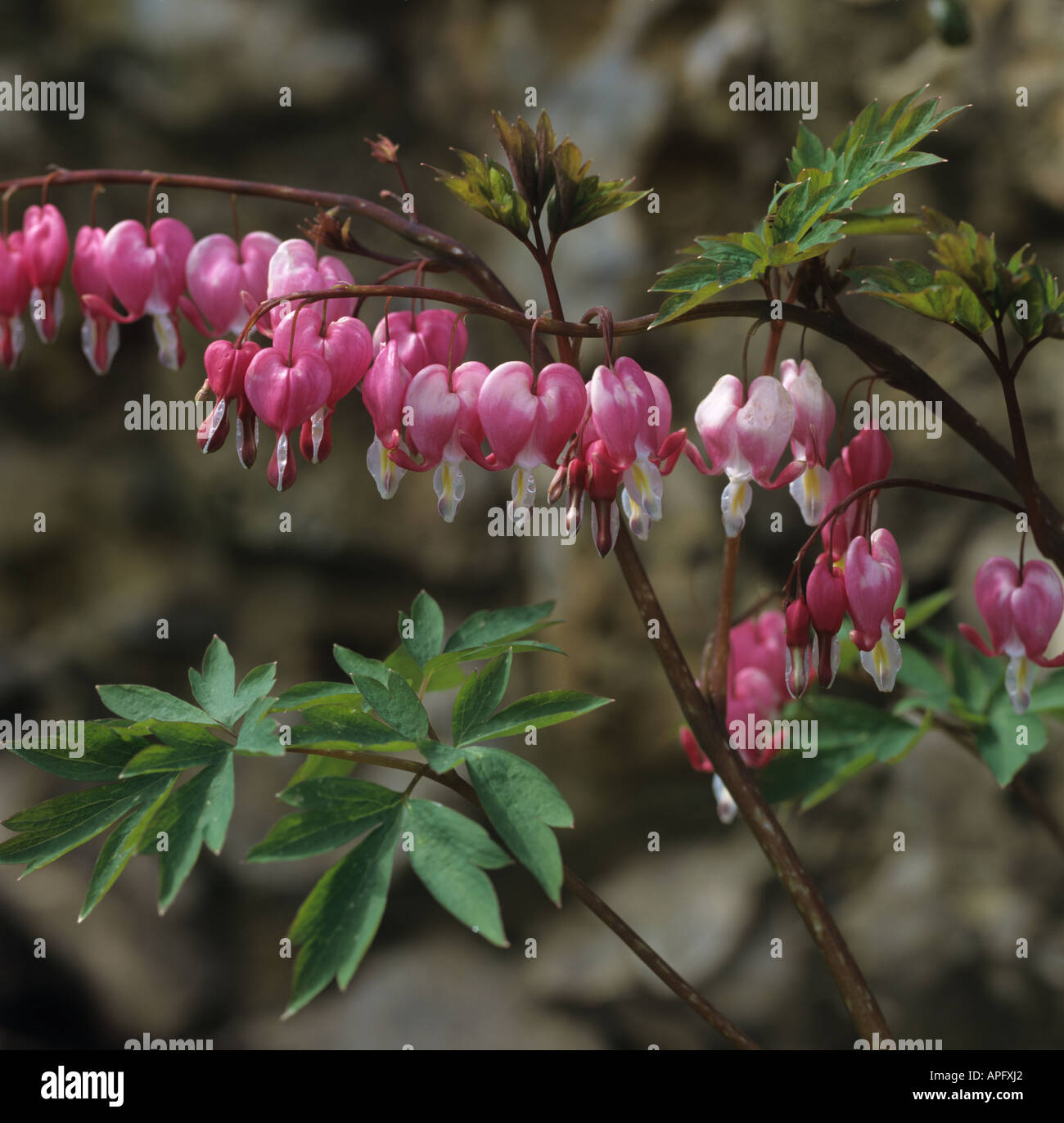 Bleeding heart Dicentra spectabilis flowers on a garden ornamental Stock Photo