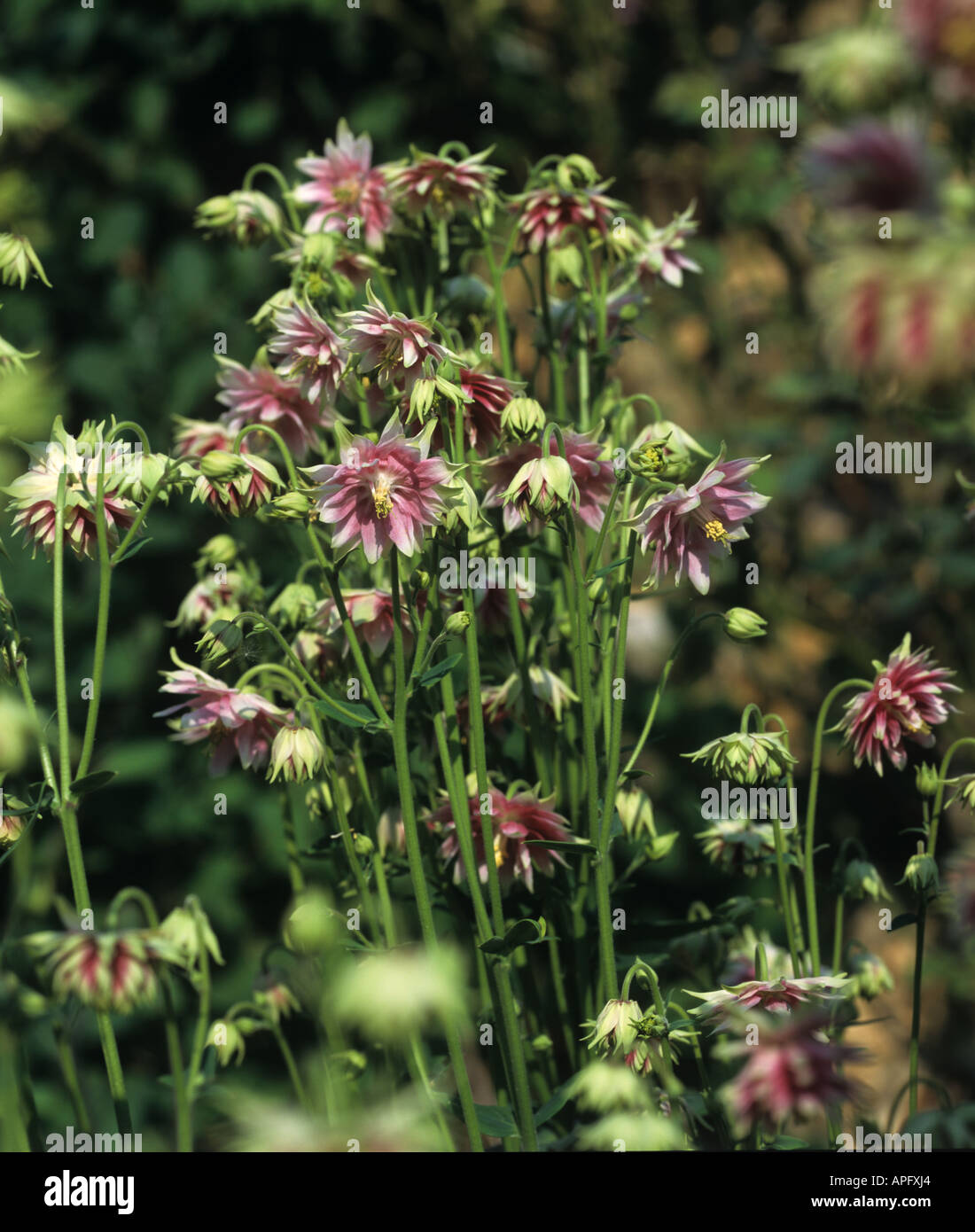 Columbine Aquilegia Nora Barlow flowering garden plant Stock Photo