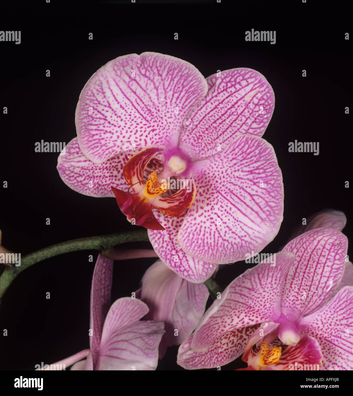 Intergenetic cross orchid Cambria flower Stock Photo