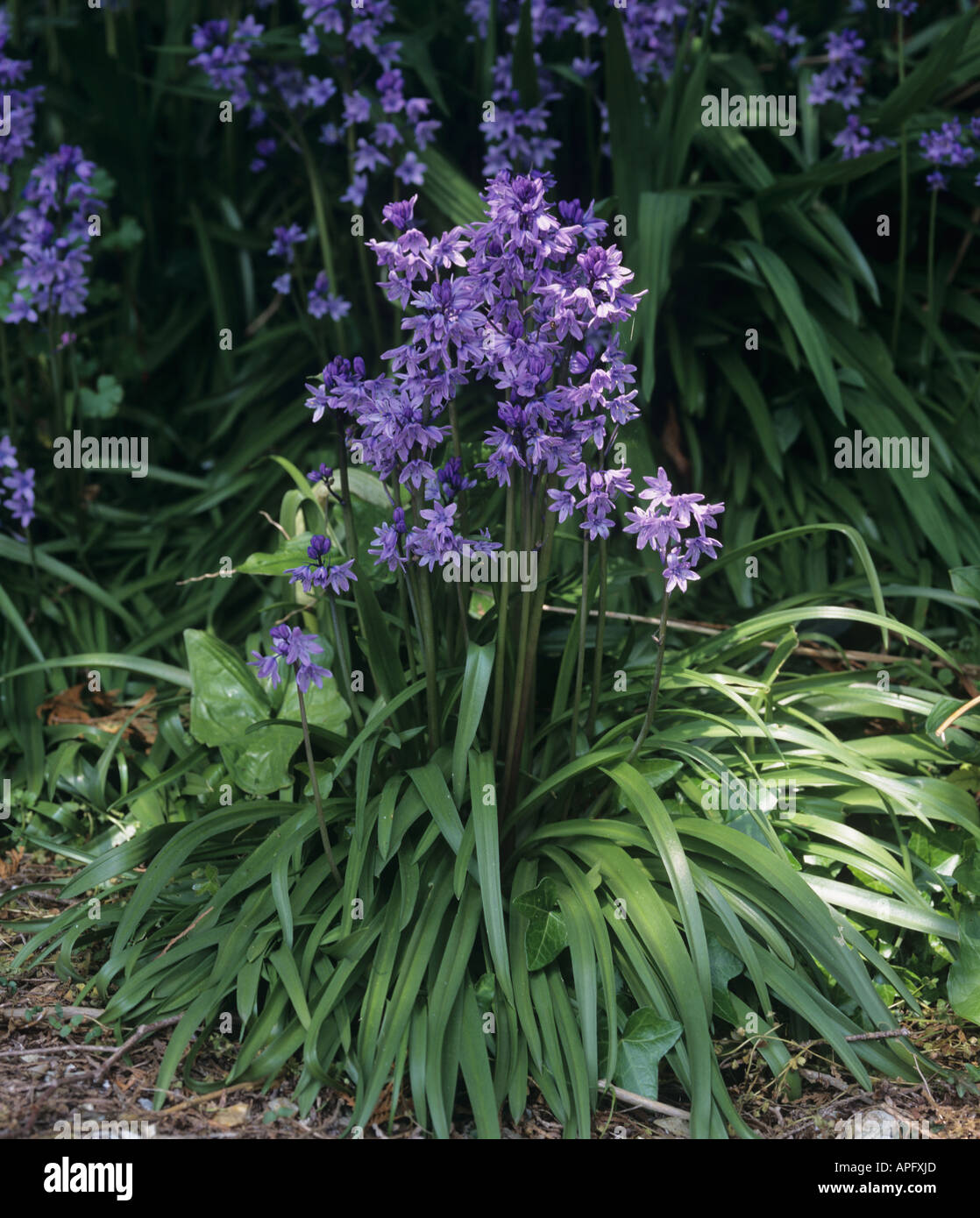 A flowering plant group of Spanish bluebells Hyacinthoides hispanica Stock Photo