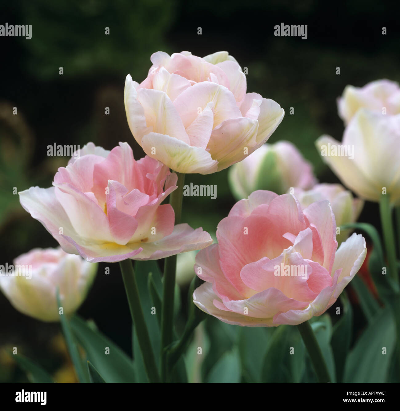 Flowers of tulip Angelique a pale pink double tulip Stock Photo