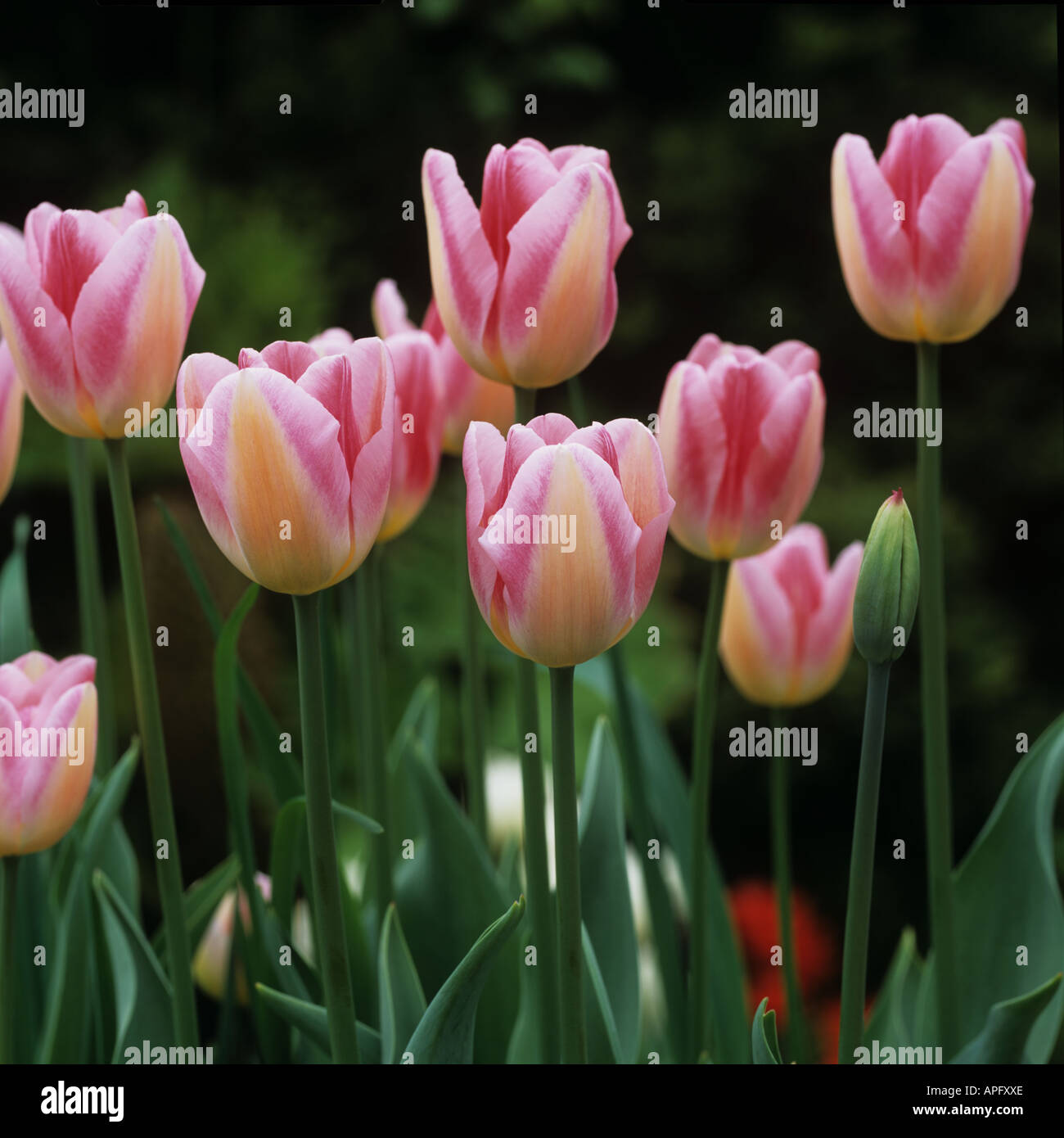 Flowers of tulip Holland Beauty Stock Photo