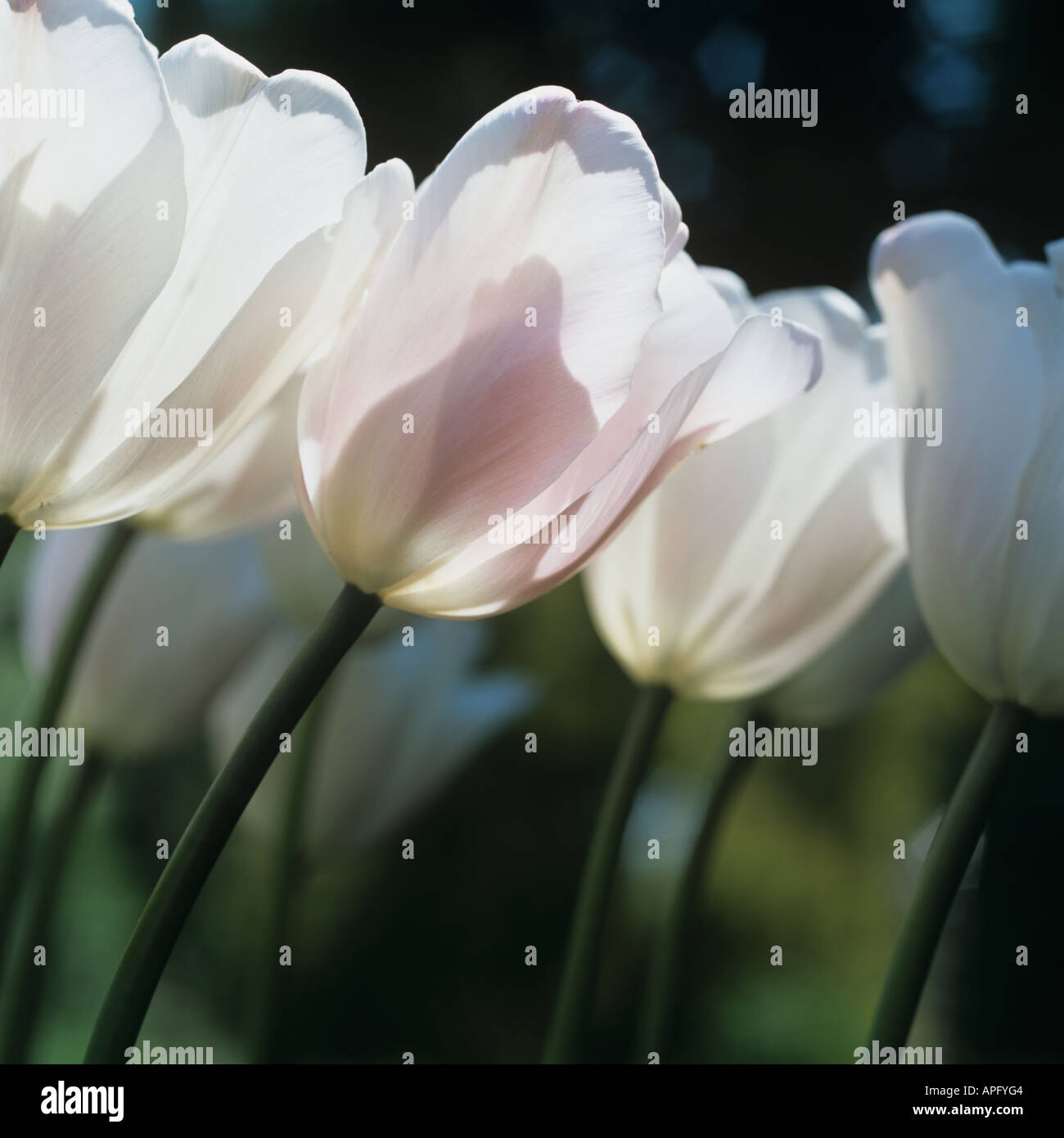 Backlit flowers of tulip Douglas Bader Stock Photo