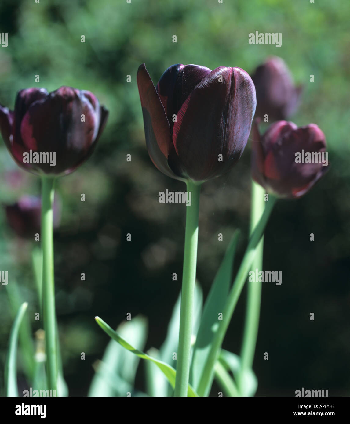 Dark red purple flowers of tulip Queen of the Night Stock Photo