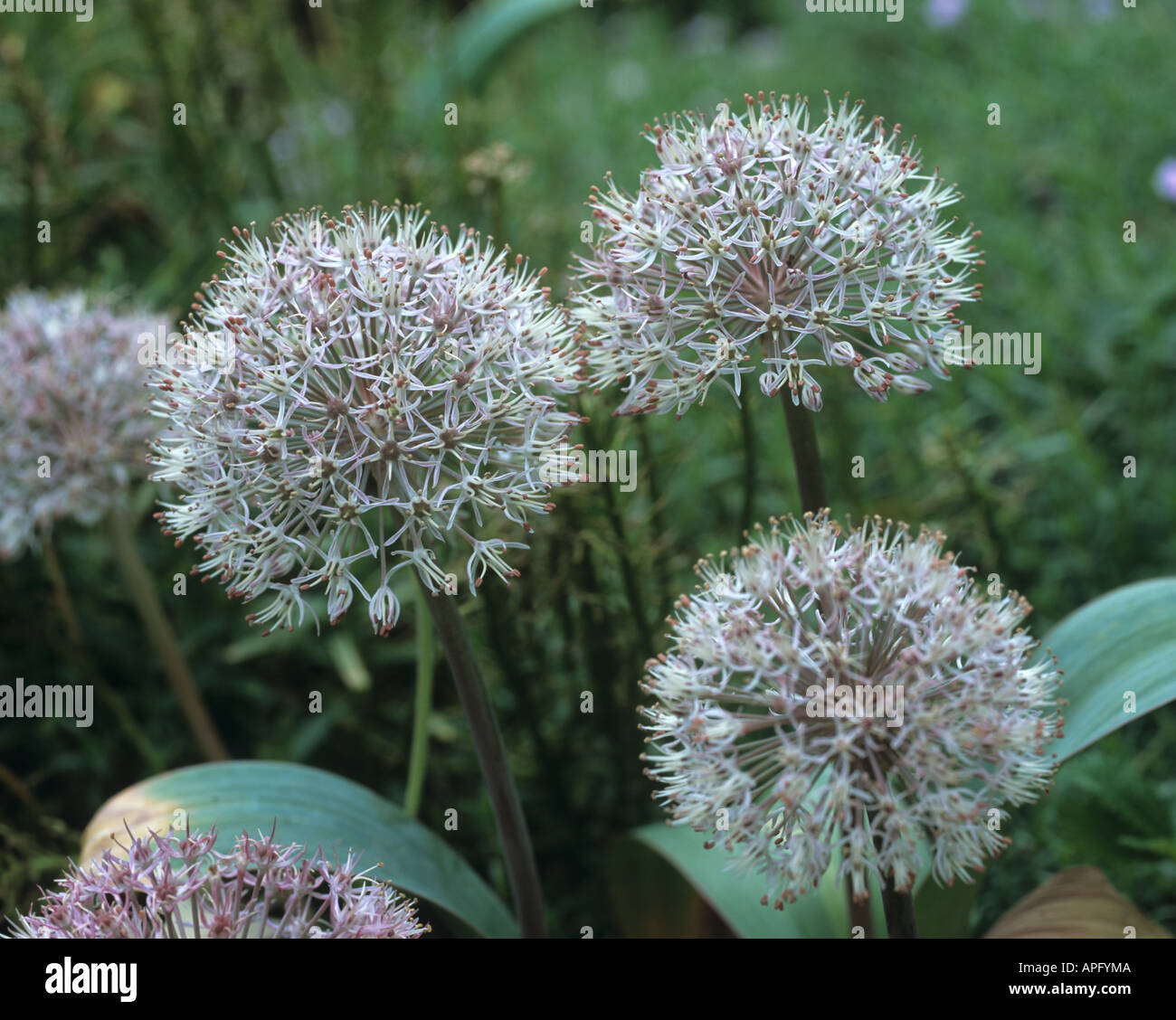 Flowers of Allium karataviense Stock Photo