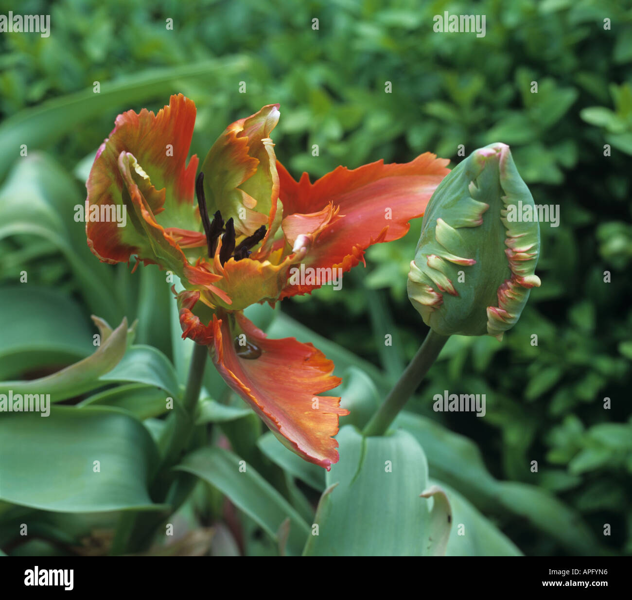 Flower and bud of tulip Orange Favourite Stock Photo