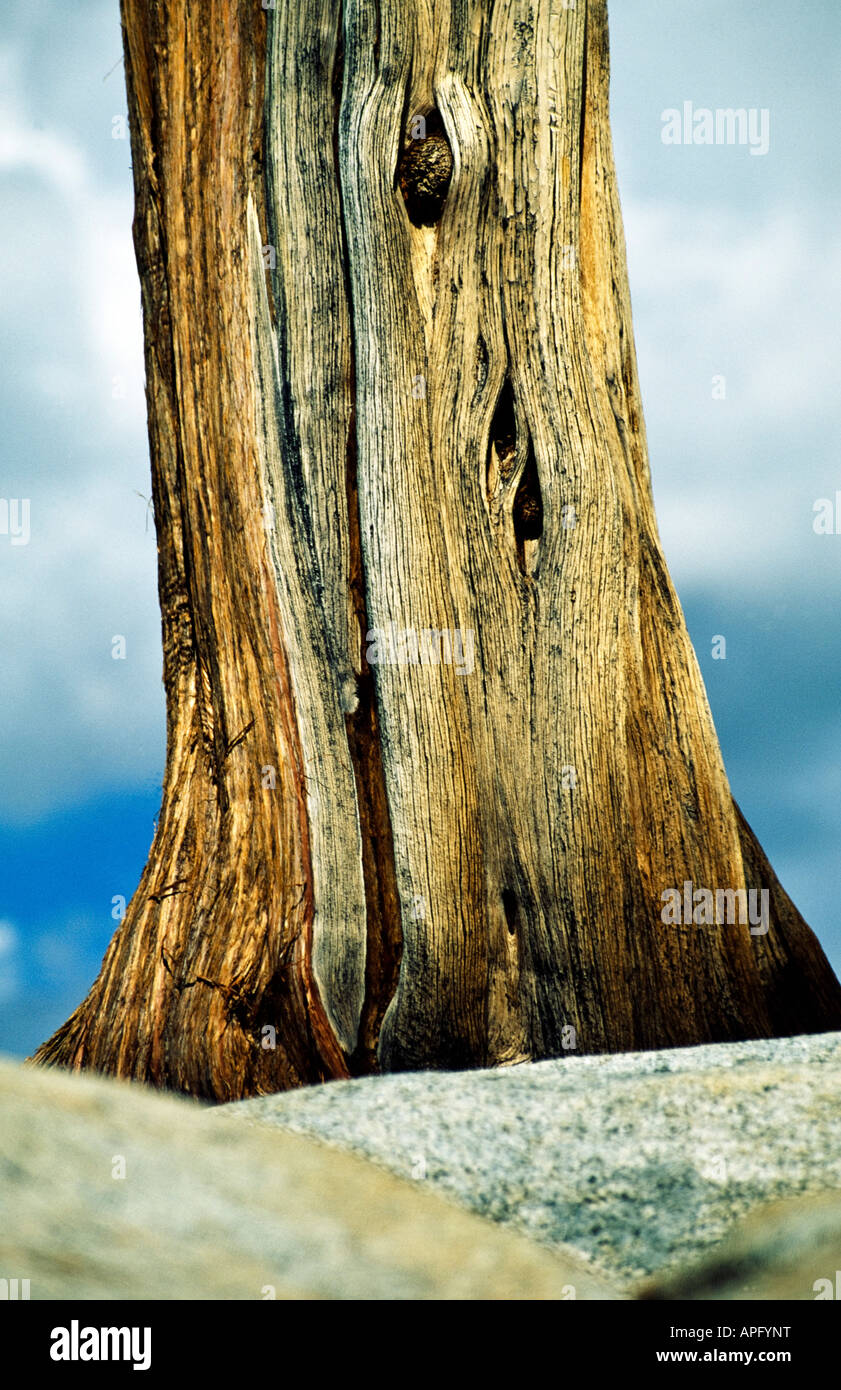 Stable Tree Trunk Treetrunks hi-res stock photography and images - Alamy