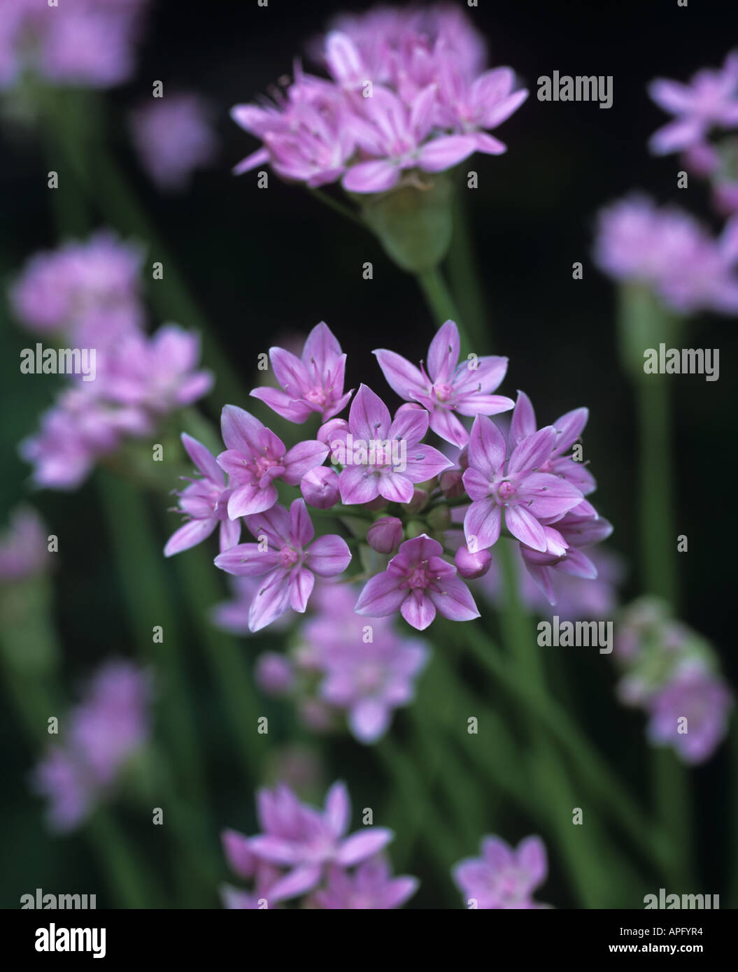 Flowering head of Allium unifolium Stock Photo