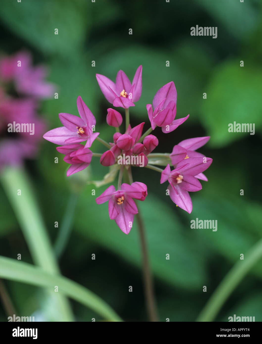 Flowerhead of Allium rosenbachianum Stock Photo