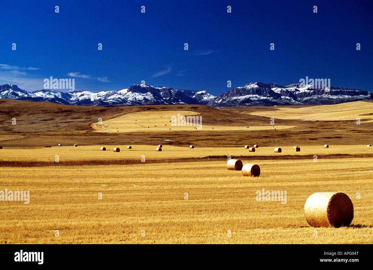 Harvested wheat field, Montana, USA Stock Photo Alamy