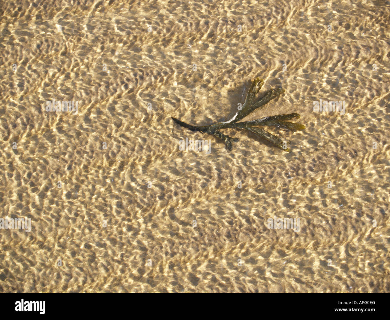 seaweed in sea tide ripples reflection Stock Photo - Alamy