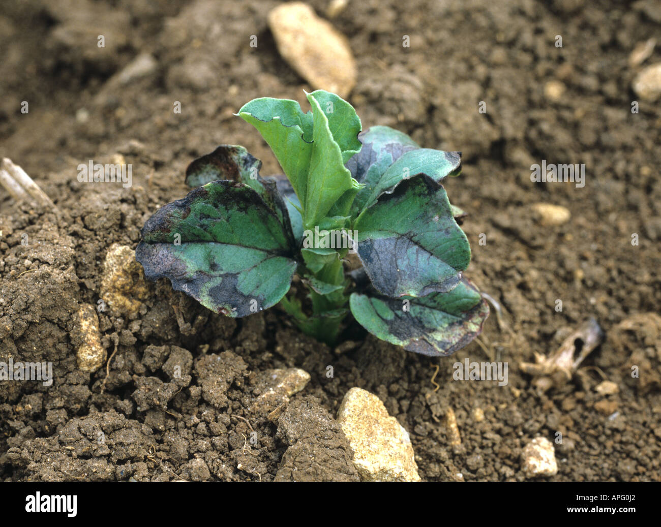 Frost damage to a seedling winter sown field bean plant Stock Photo Alamy
