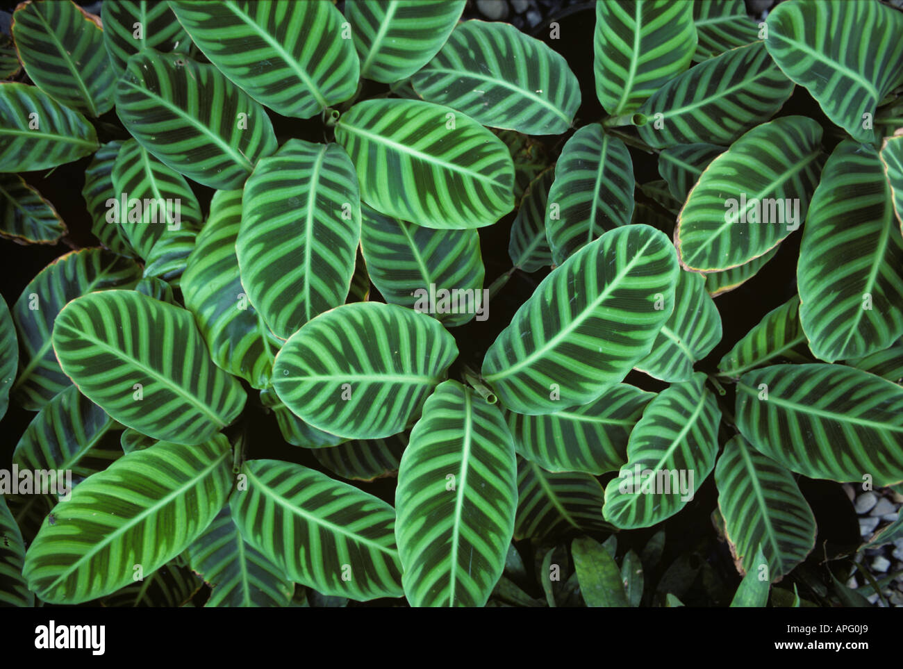 Foliage plants zebra plant Calathea zebrina in street stall in Manila Philippines Stock Photo