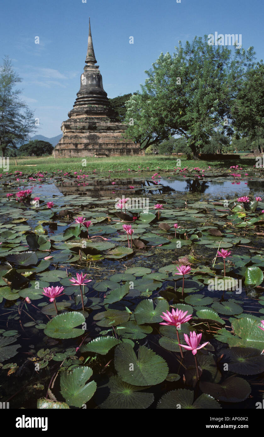 Pink flowered water lilies Nymphaea sp flowering in a moat with ancient temple Thailand Stock Photo