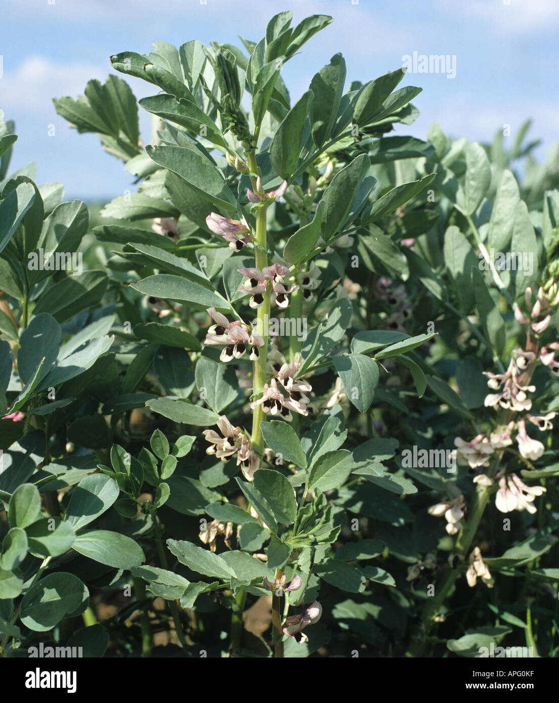 Field bean crop in flower Stock Photo - Alamy