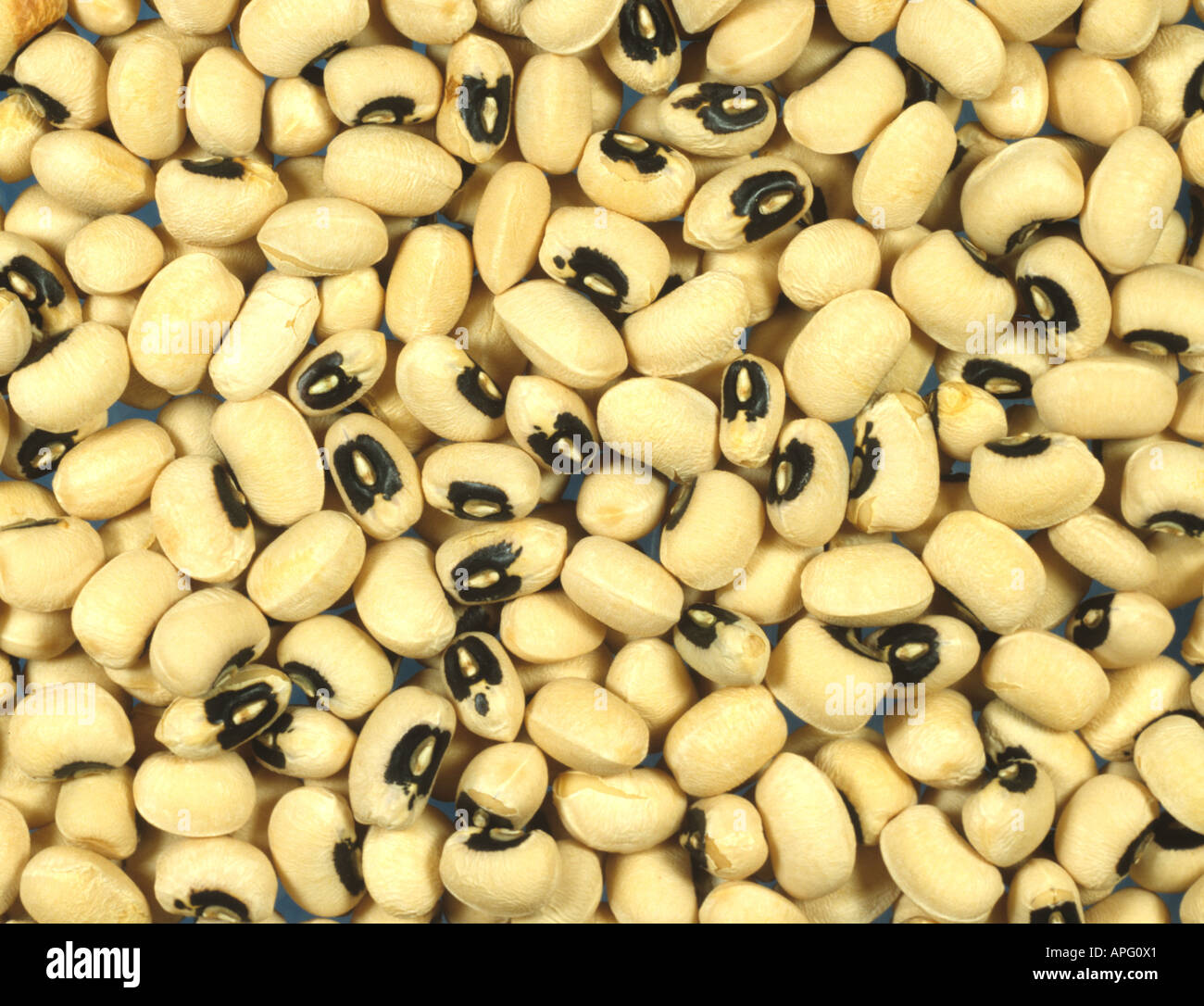Black eyed beans or cowpeas Vigna unguiculata seeds Stock Photo Alamy