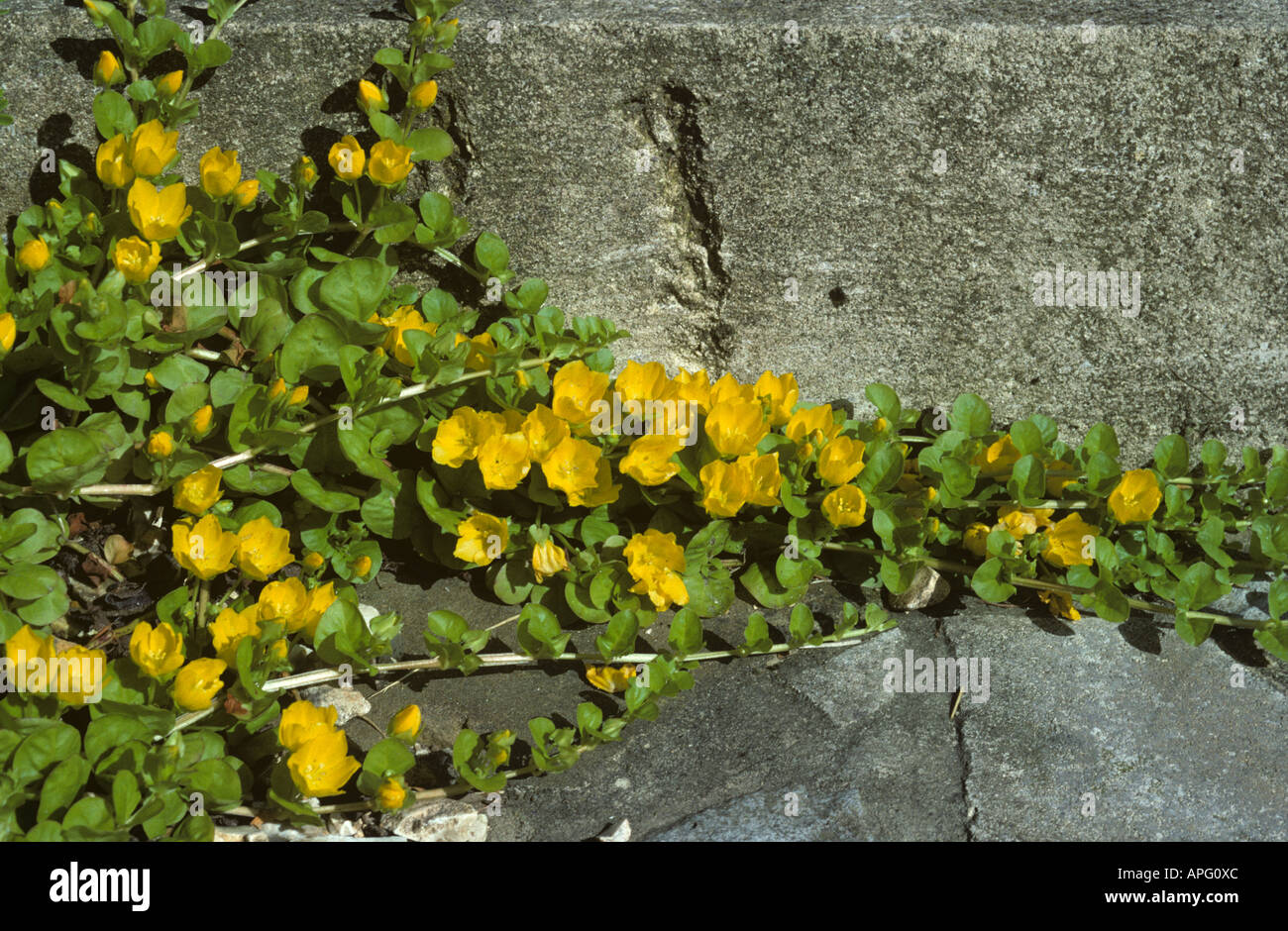 Creeping Jenny or moneywart Lysimachia nummularia a prostrate flowering plant Stock Photo