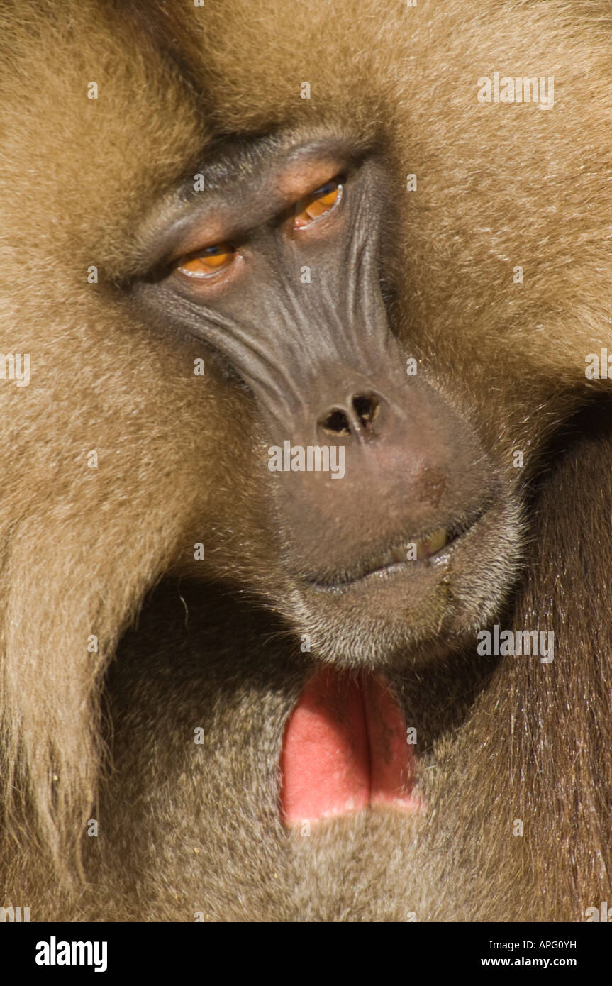 A close up of the face of a male Gelada baboon in the Semien Mountains  National Park Stock Photo - Alamy