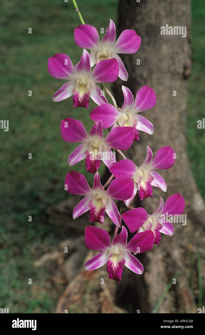 Flowers of a Dendrobium orchid growing in a tropical garden Thailand Stock Photo
