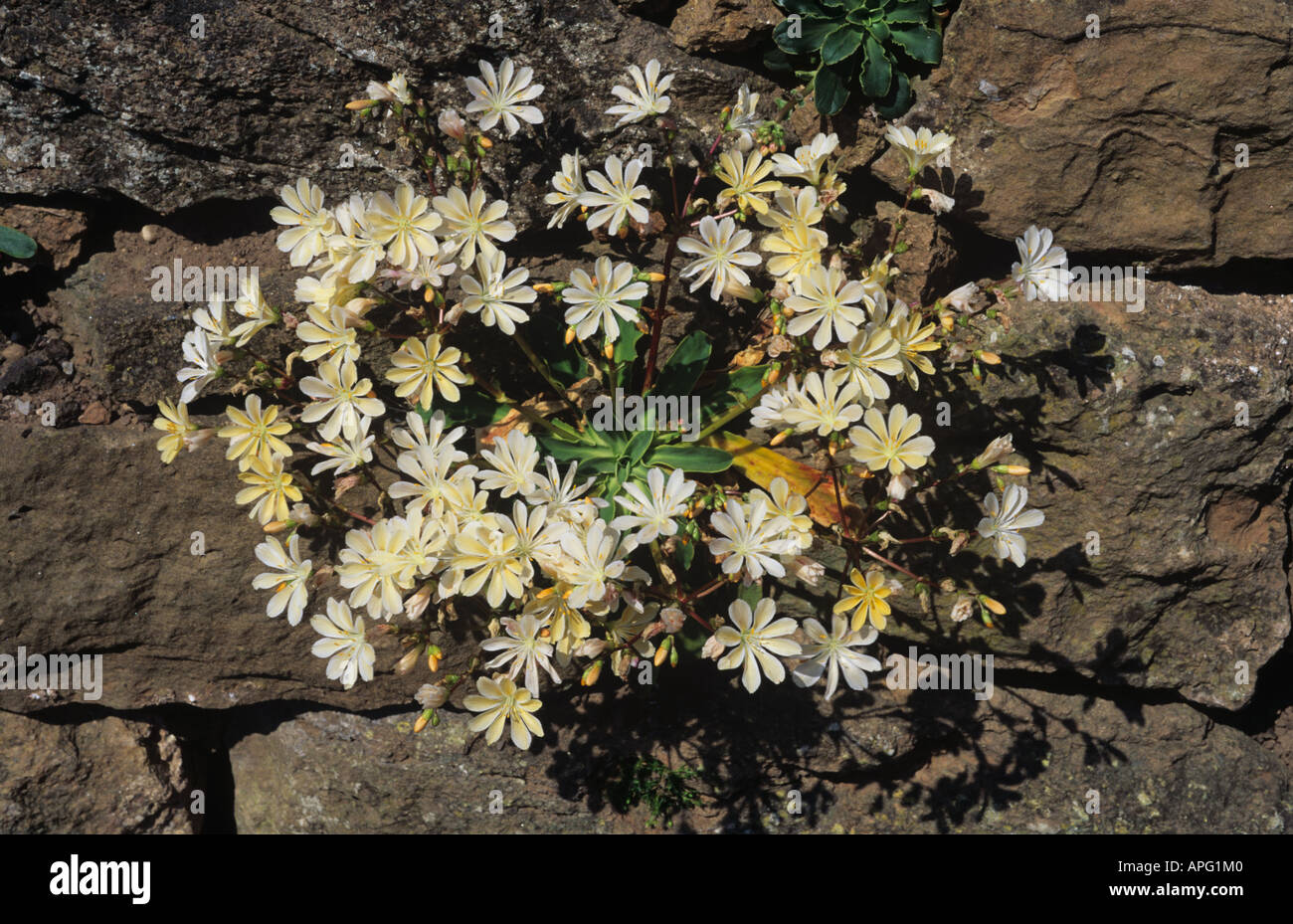 A cream flowered Lewisia sp growing in a stone wall Stock Photo