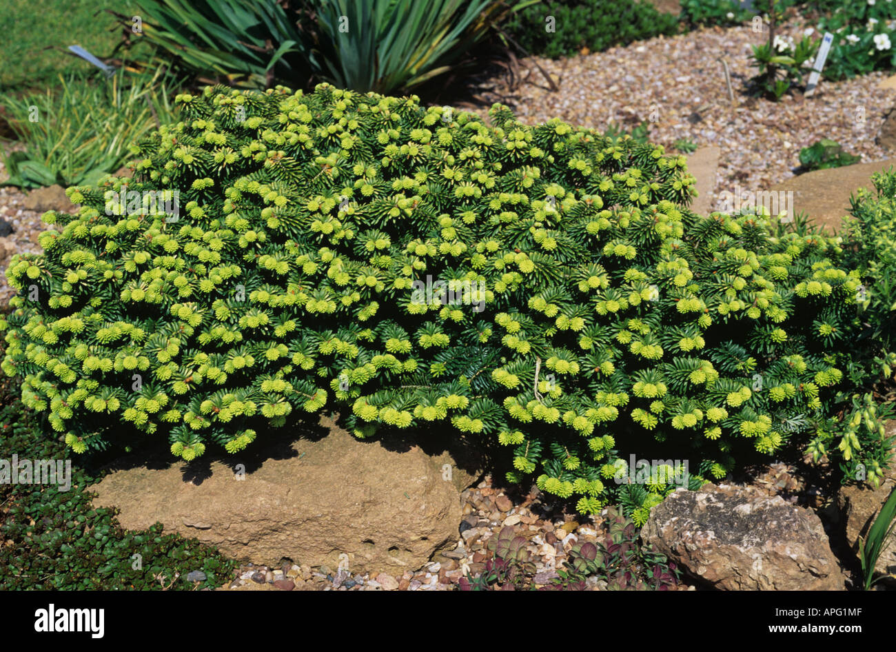 Dwarf ornamental spruce Picea abies with bright green new growth Stock Photo