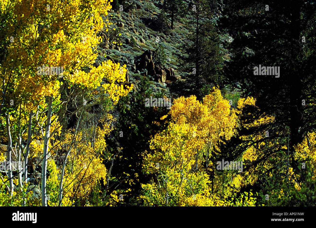 Aspen tree tops Stock Photo