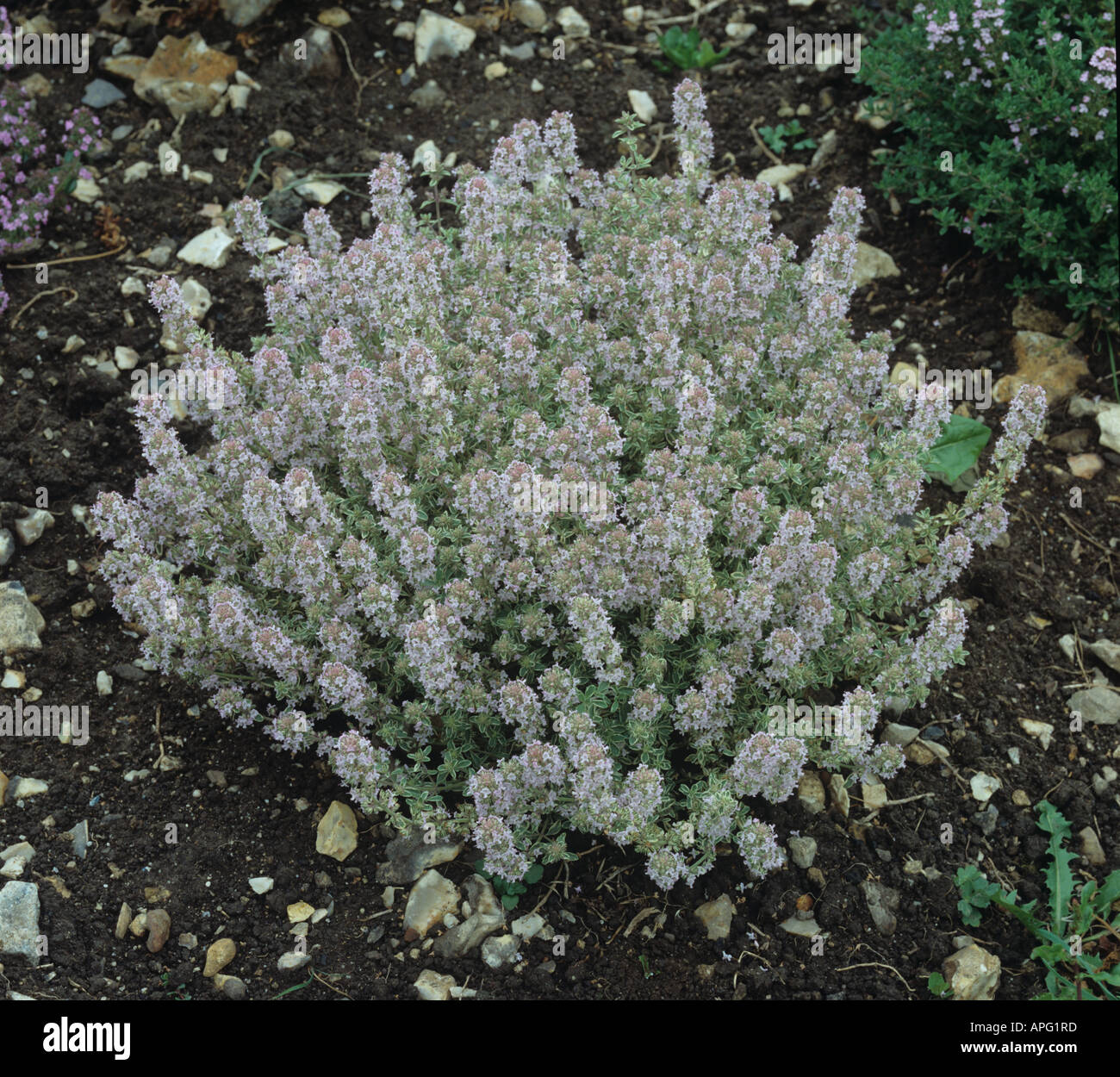 Thyme Silver Posy flowering plant Thymus sp Stock Photo