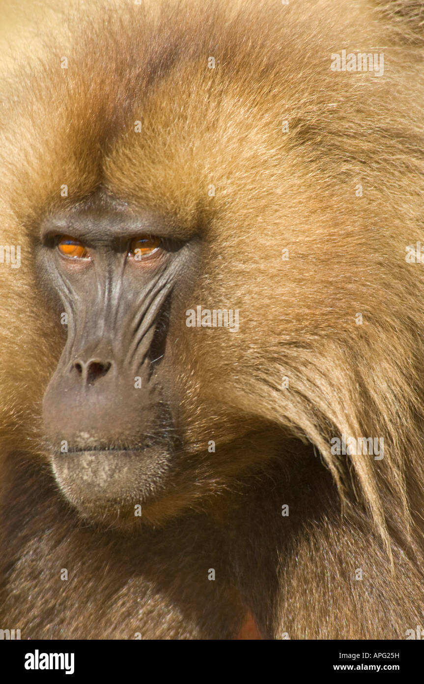 A close up of the face of a male Gelada baboon in the Semien Mountains National Park. Stock Photo
