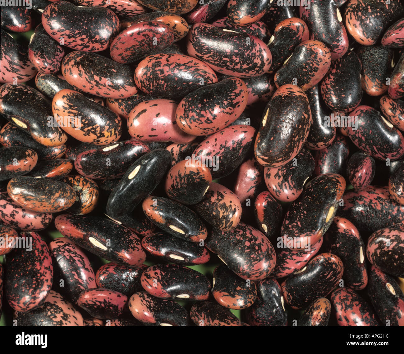 Runner bean seeds Scarlet Emperor Phaseolus coccineus Stock Photo