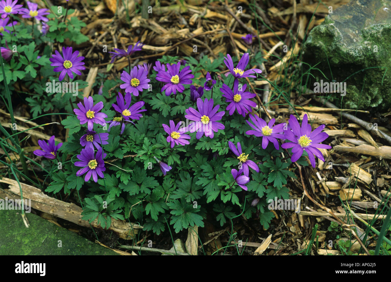 Flowers of Anenome blanda Atracaerulea Stock Photo