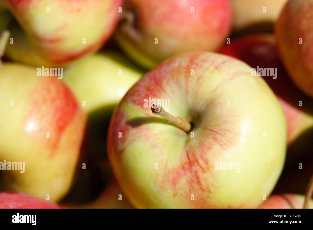 Heap of red delicious apples Stock Photo Alamy