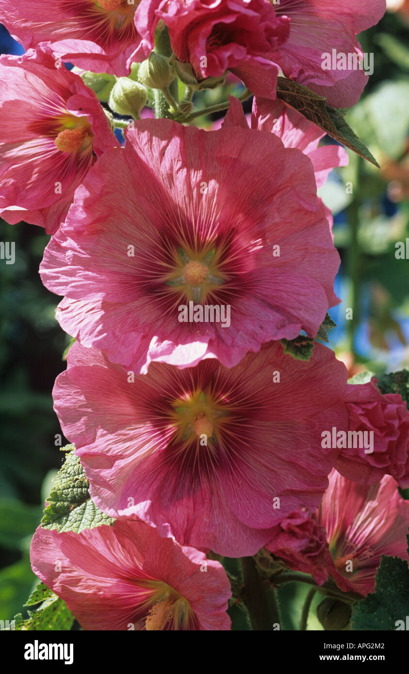 Pink red hollyhock Alcea rosea flowers on a tall stem Stock Photo