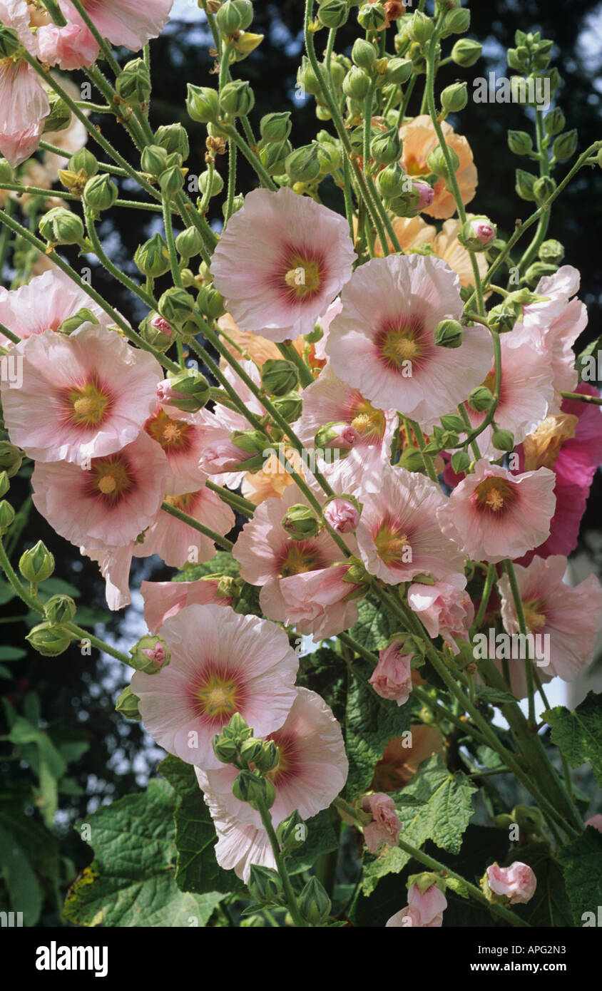Pale pink flowers on hollyhock plants Alcea rosea Stock Photo
