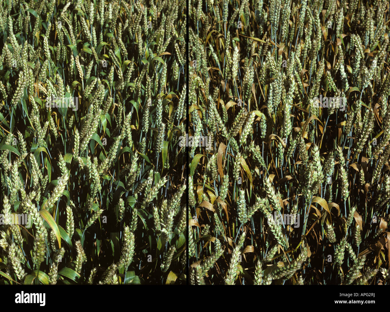 Wheat leaf or brown rust Puccinia triticina diseased wheat crop in green ear compared to healthy crop Stock Photo