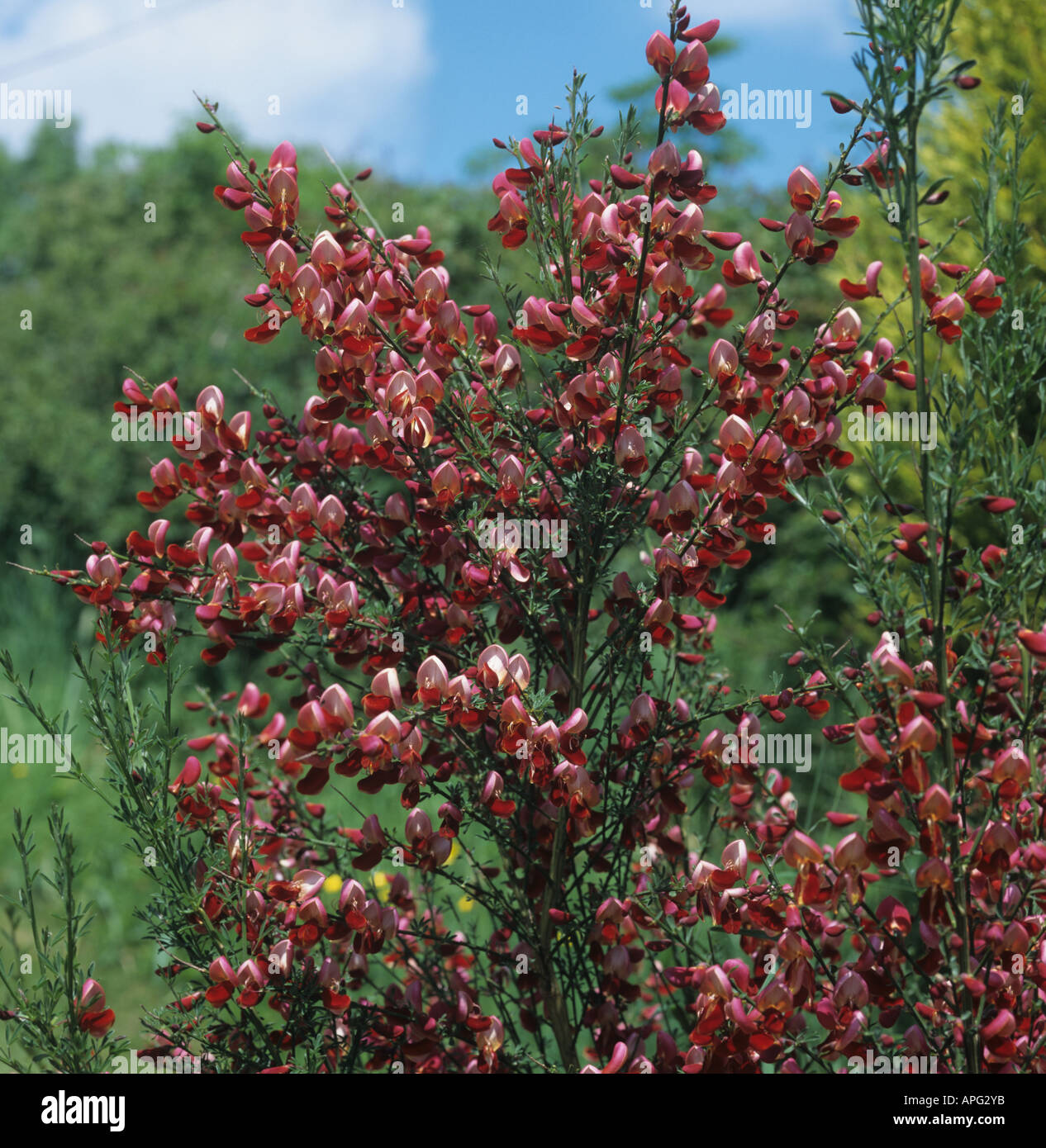 Flowering shrub broom Cytisus Red Favourite Stock Photo
