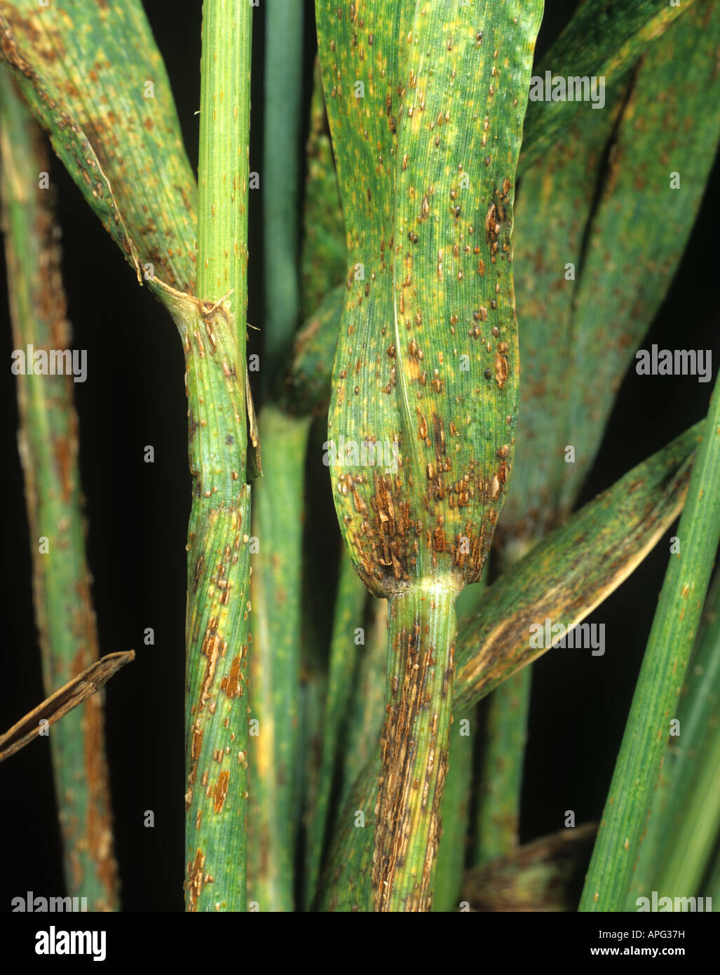 Black stem rust Puccinia graminis infection on a wheat stem USA Stock Photo